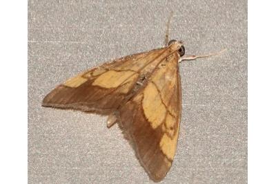 <i>Evergestis limbata</i>