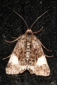 <i>Tyta luctuosa</i>