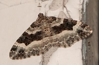 <i>Epirrhoe alternata</i>