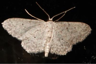 <i>Idaea seriata</i>