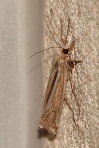<i>Ancylolomia tentaculella</i>