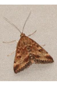 <i>Pyrausta despicata</i>