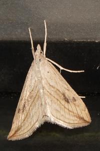 <i>Evergestis forficalis</i>