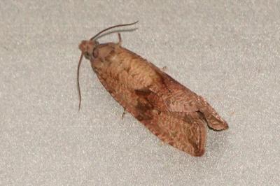 <i>Celypha striana</i>
