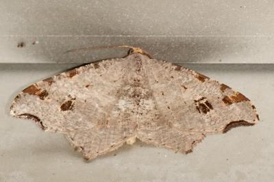 <i>Macaria alternata</i>