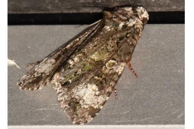 <i>Craniophora ligustri</i>