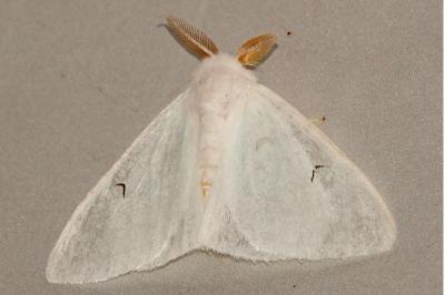 <i>Arctornis l-nigrum</i>