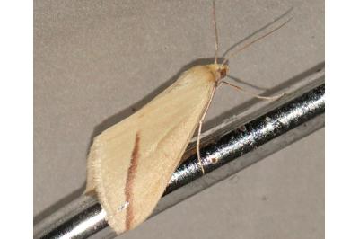 <i>Rhodometra sacraria</i>
