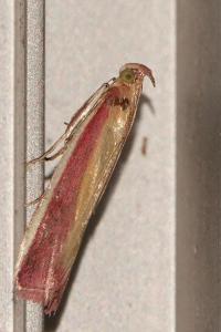 <i>Oncocera semirubella</i>