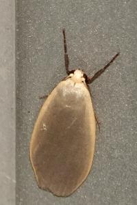 <i>Collita griseola</i>