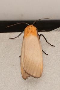 <i>Lithosia quadra</i>