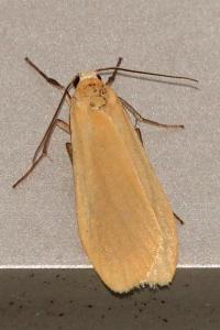 <i>Wittia sororcula</i>