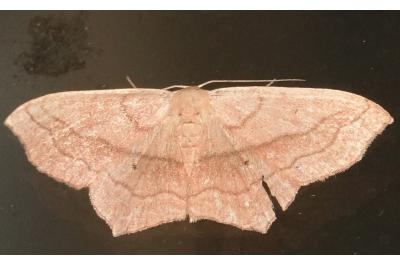 <i>Scopula imitaria</i>