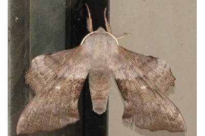<i>Laothoe populi</i>