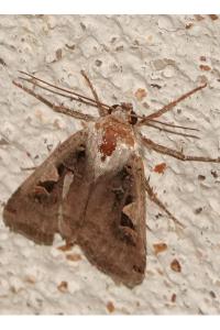 <i>Xestia c-nigrum</i>