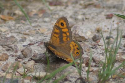 <i>Lasiommata megera</i>