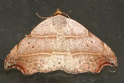 <i>Laspeyria flexula</i>