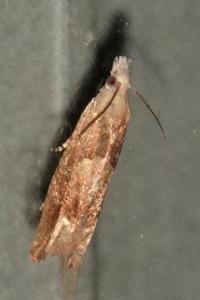<i>Eucosma conterminana</i>
