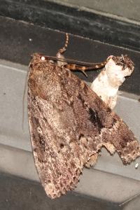 <i>Amphipyra pyramidea</i>