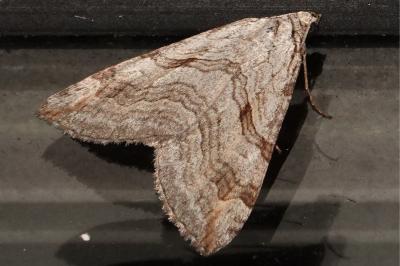 <i>Aplocera</i>