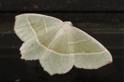 <i>Campaea margaritaria</i>