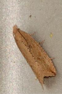 <i>Bactra lancealana</i>