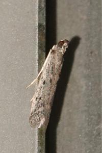 <i>Phycitodes</i>