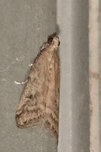 <i>Eudonia pallida</i>