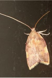 <i>Carcina quercana</i>