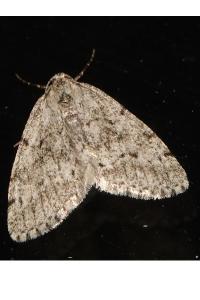 <i>Tephronia sepiaria</i>