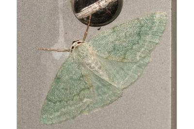 <i>Pseudoterpna pruinata</i>