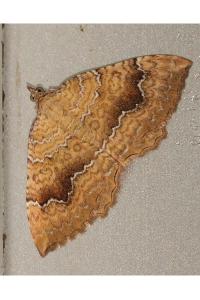 <i>Camptogramma bilineata</i>