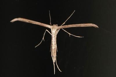 <i>Emmelina monodactyla</i>