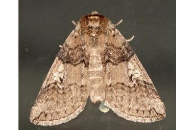 <i>Tethea or</i>