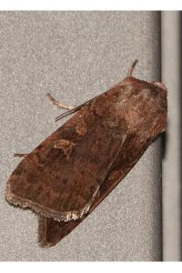<i>Xestia xanthographa</i>
