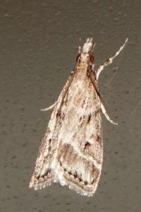 <i>Eudonia pallida</i>