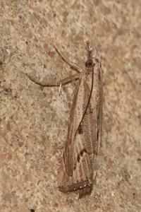 <i>Agriphila geniculea</i>
