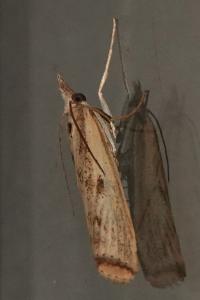 <i>Agriphila inquinatella</i>