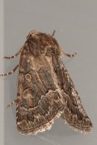<i>Thalpophila matura</i>