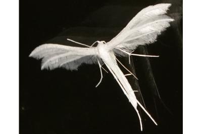 <i>Pterophorus pentadactylus</i>
