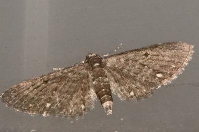 <i>Eupithecia</i>