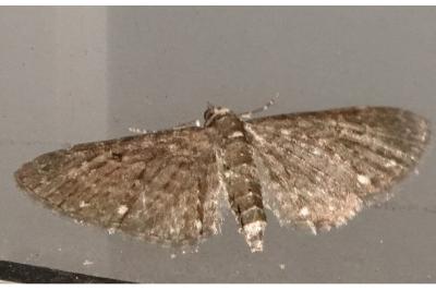 <i>Eupithecia</i>