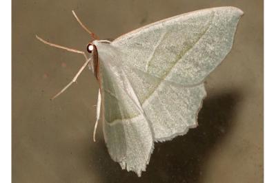 <i>Campaea margaritaria</i>