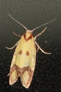 <i>Agapeta zoegana</i>