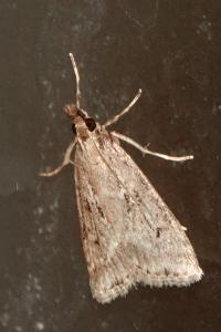 <i>Eudonia pallida</i>