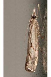 <i>Agriphila geniculea</i>