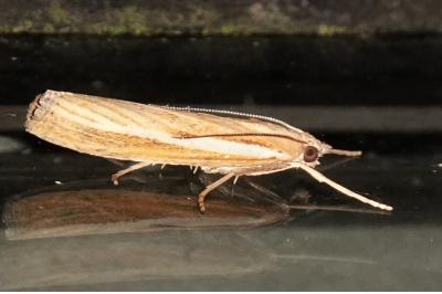 <i>Agriphila tristella</i>