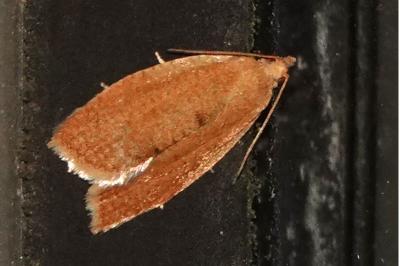 <i>Clepsis consimilana</i>