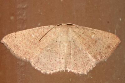 <i>Cyclophora ruficiliaria</i>