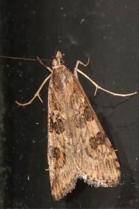 <i>Nomophila noctuella</i>
